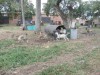 Thumbs/tn_Img_1134.jpg