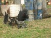 Thumbs/tn_Img_7979.jpg